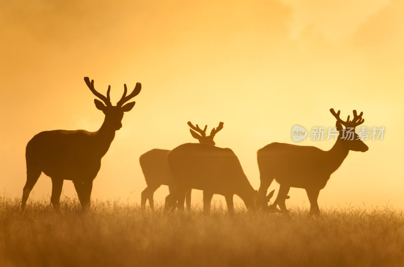 红鹿(Cervus elaphus)